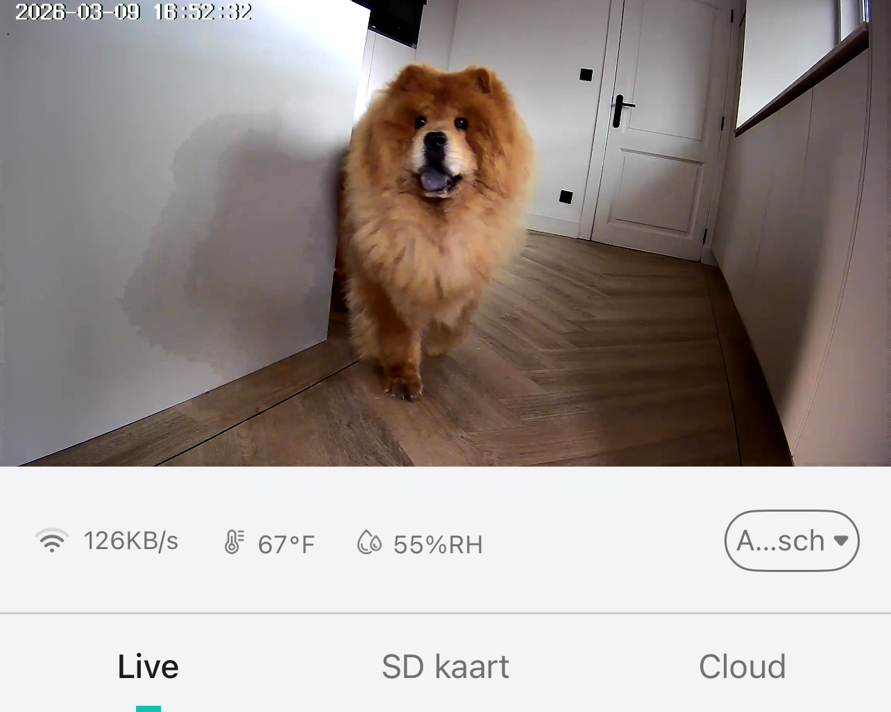 Waarom een babyfoon ook perfect werkt als hondencamera