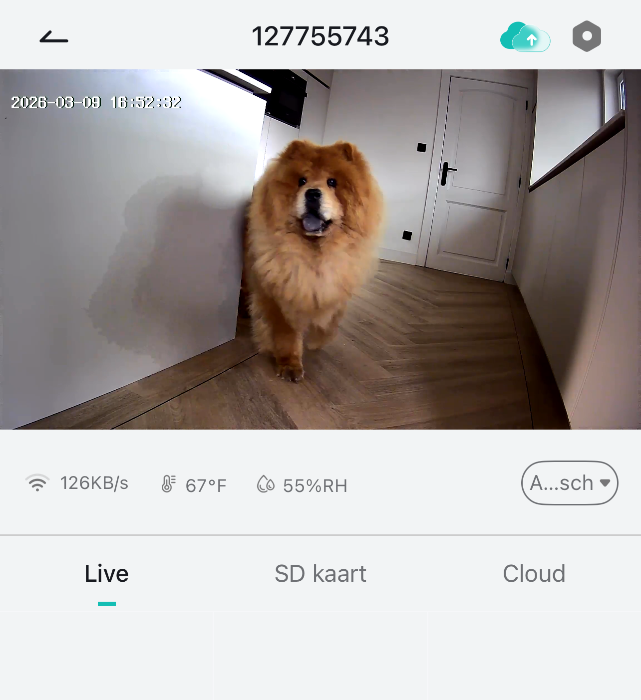Waarom een babyfoon ook perfect werkt als hondencamera